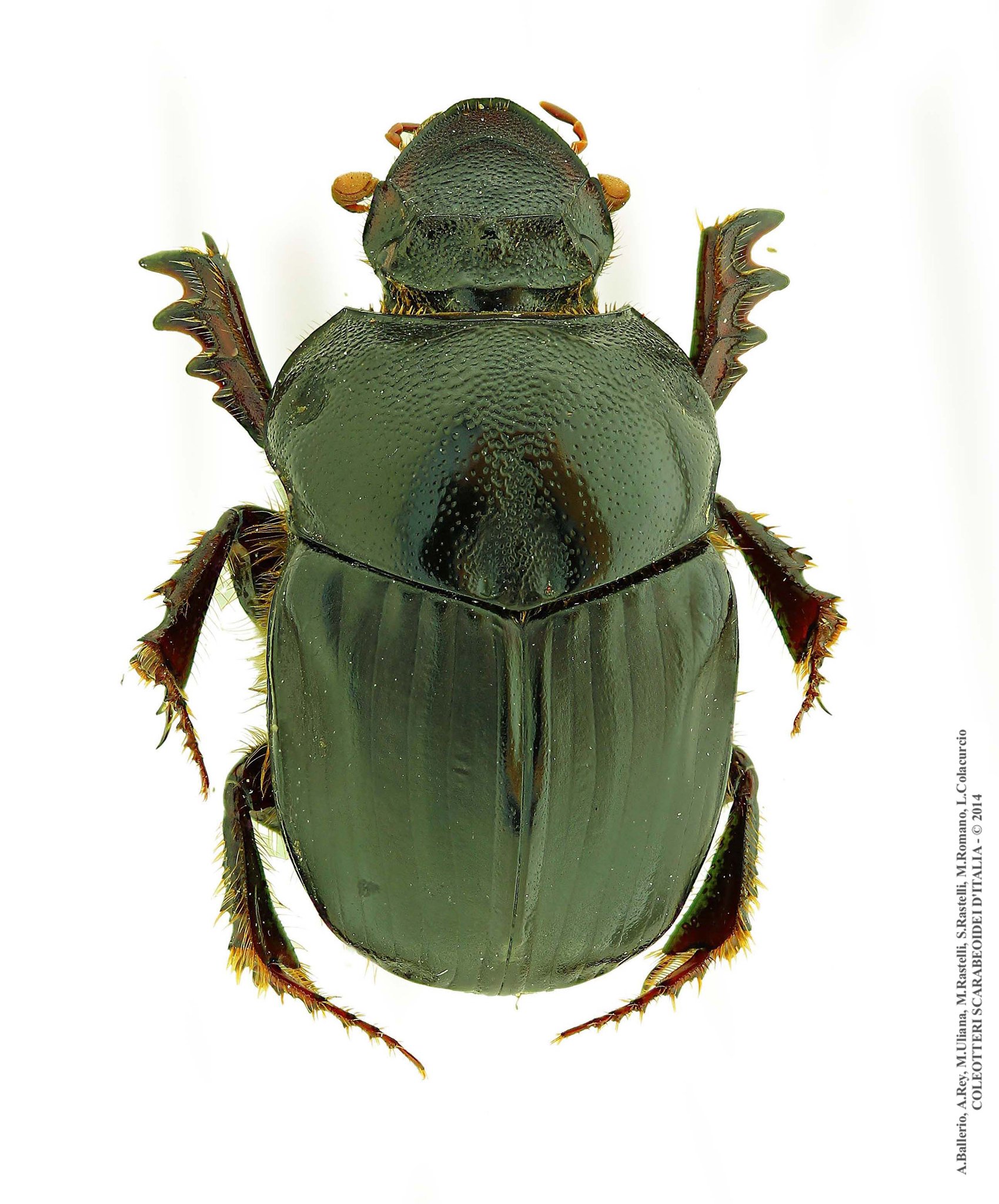 Bubas bison, femmina 